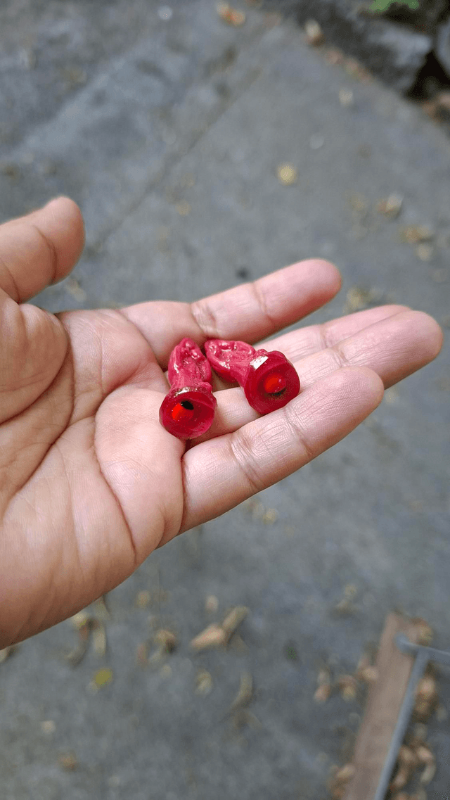 Mini santitas rose foncées 